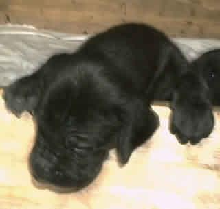 Glamour Vom Hause Wagner