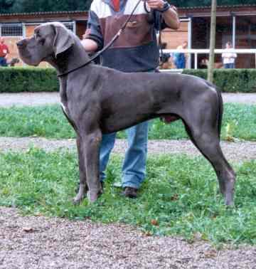 Ferdjanni Von Der Nibelungenburg