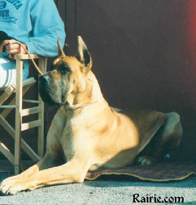 Ch Heathcliff Des Terres De La Rairie