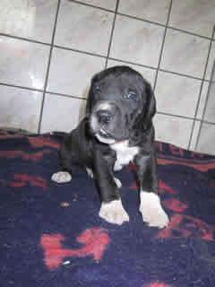 Gino Bocca D�tigre