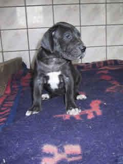 Gina Bocca D�tigre