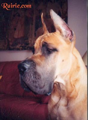 Ch Tengyz  Ilian Des Terres De La Rairie