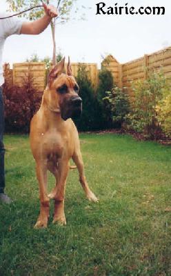 Ch Tengyz  Ilian Des Terres De La Rairie