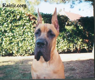 Ch Tengyz  Ilian Des Terres De La Rairie