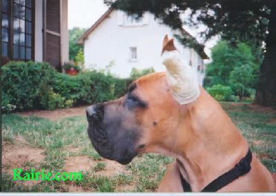 Ch Tengyz  Ilian Des Terres De La Rairie