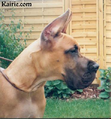 Ch Tengyz  Ilian Des Terres De La Rairie