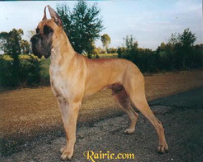 Ch Tengyz  Ilian Des Terres De La Rairie