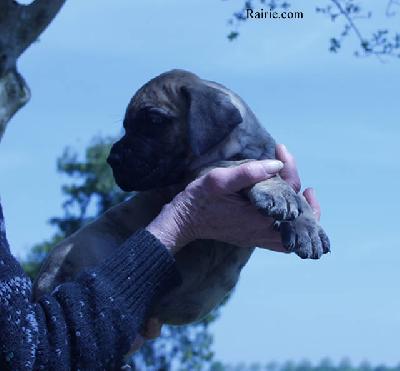 Tean Des Terres De La Rairie