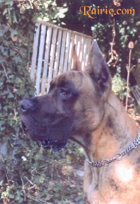 Tan Des Terres De La Rairie