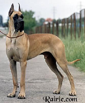 Ch Titan Des Terres De La Rairie