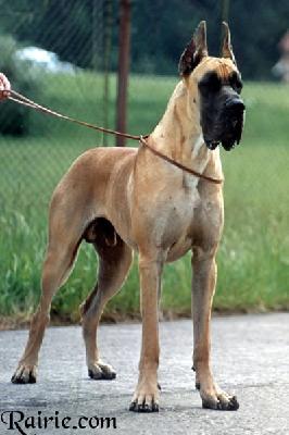 Ch Titan Des Terres De La Rairie