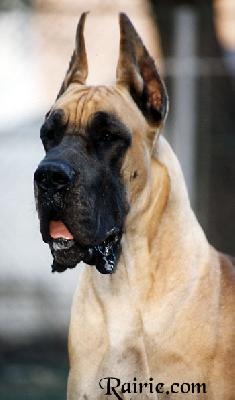 Ch Titan Des Terres De La Rairie