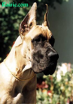 Ch Titan Des Terres De La Rairie