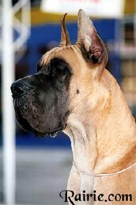 Ch Titan Des Terres De La Rairie