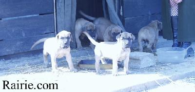 Tscherba Des Terres De La Rairie