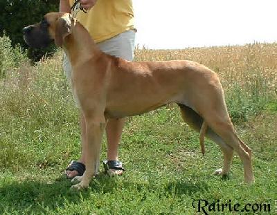 Trinity Fayre Des Terres De La Rairie