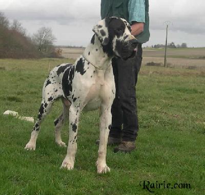 Tchekov Des Terres De La Rairie