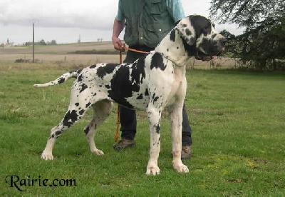 Tchekov Des Terres De La Rairie