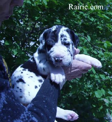 Tchekov Des Terres De La Rairie