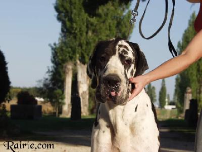 Tchekov Des Terres De La Rairie