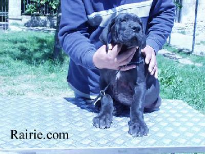 Triumph Des Terres De La Rairie