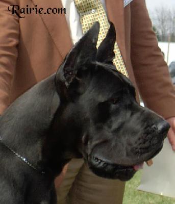 Triumph Des Terres De La Rairie