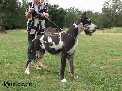 Taikhan Des Terres De La Rairie