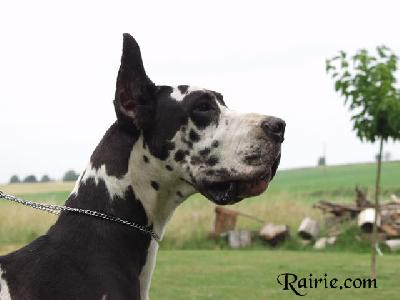 Taikhan Des Terres De La Rairie