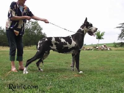 Taikhan Des Terres De La Rairie