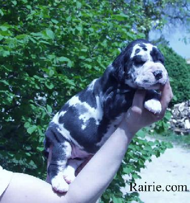 Taikhan Des Terres De La Rairie