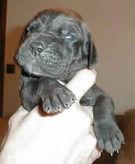 Alexis Vom Scheuerberg