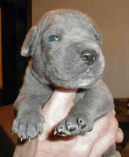 Artus Vom Scheuerberg