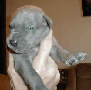 Athene Vom Scheuerberg