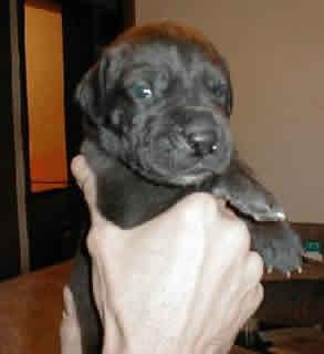 Adonis Vom Scheuerberg