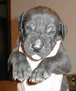 Apollo Vom Scheuerberg