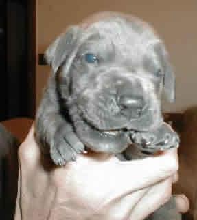 Arpad Vom Scheuerberg