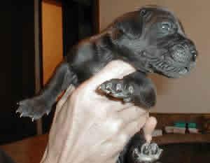 Alpha Vom Scheuerberg