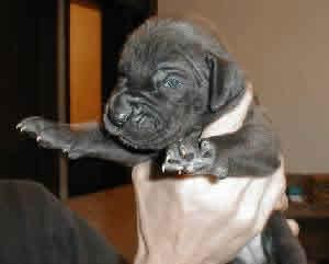 Amelie Vom Scheuerberg