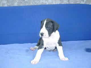 Brutus Vom Teufelsgrund