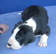 Belzebub Vom Teufelsgrund