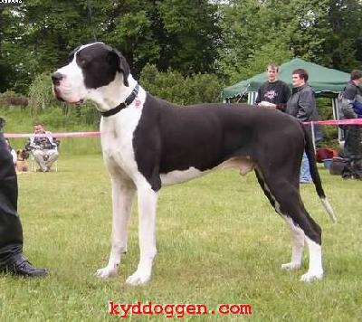 Balou Vom Teufelsgrund