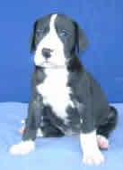 Berit Vom Teufelsgrund