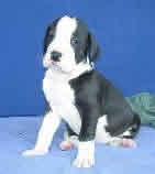 Bandera Vom Teufelsgrund