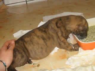 Amadeo Vom Kirschendorf