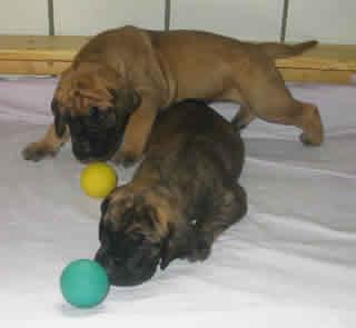 Agathe Vom Kirschendorf