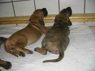 Aymee Vom Kirschendorf