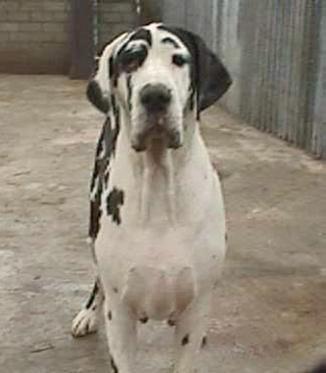 Vlossie V.�t Oenselerheem