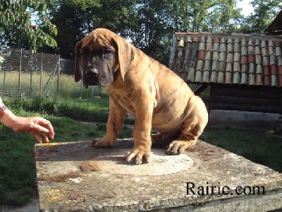 Trophy Des Terres De La Rairie
