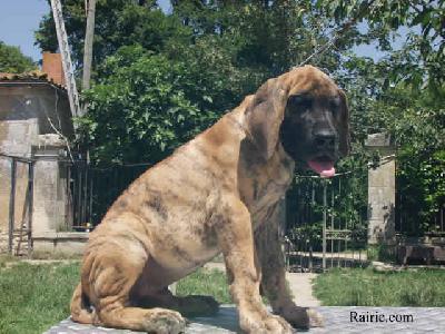 Ch Triomphe Des Terres De La Rairie