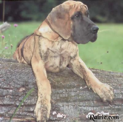 Ch Triomphe Des Terres De La Rairie